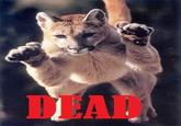 Cougar/Cougar out of f***ing Nowhere!