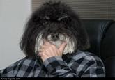Human Dog