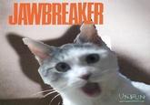 OMG Cat