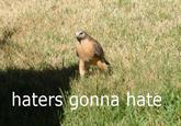 Haters Gonna Hate