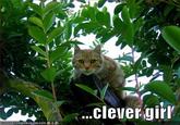 Clever Girl