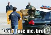 Don't Tase Me Bro!