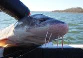 Sturgeon Face