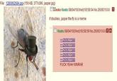 Jasper the Fly