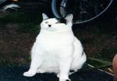 Kitler