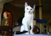 Kitler