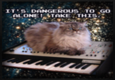 Cat on a Keyboard in Space