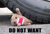 Domo