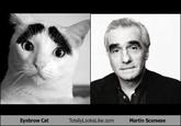 Eyebrow Cat