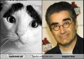 Eyebrow Cat (眉毛猫)