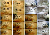 Eyebrow Cat (眉毛猫)