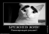 Eyebrow Cat (眉毛猫)