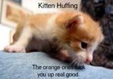 kitten huffing