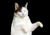 Kitty Cat Dance