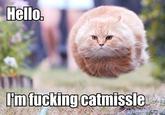 Bullet Cat
