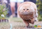 Bullet Cat