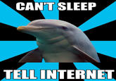 Social Networking Dolphin