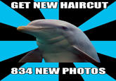 Social Networking Dolphin
