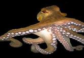 Paul The Octopus