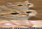 Starecat / Grafics Cat