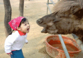 Girl Yelling at Yak