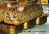 CatBread / Nekopan