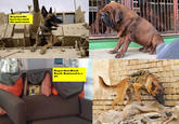 Dog Fort