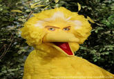 Muppets With People's Eyes