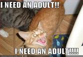 I need an adult