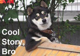 Cool Story, Bro