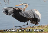 COME AT ME BRO