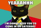 Business Cat
