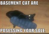 Basement Cat