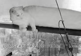 Longcat