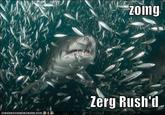 Zerg Rush