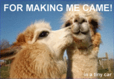 Two Camels in a Tiny Car