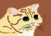 Starecat / Grafics Cat