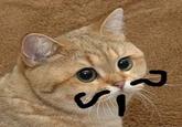 Starecat / Grafics Cat