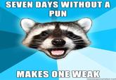 Lame Pun Coon