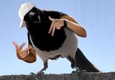 Birds with Arms