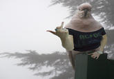 Birds with Arms