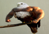 Birds with Arms