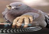 Birds with Arms