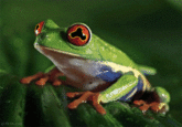 Hypnotoad