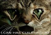 Cuil Theory