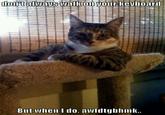 The Most Interesting Cat in the World