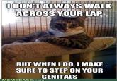 The Most Interesting Cat in the World
