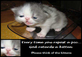 Every time you masturbate, God kills a kitten