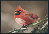 Angry Birds