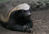 Honey Badger